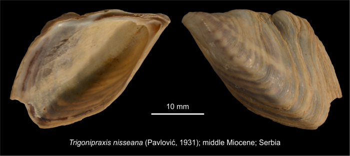 Trigonipraxis nisseana (Pavlović, 1931) Trigonipraxis nisseana (Pavlović, 1931)