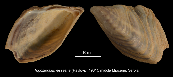 Trigonipraxis nisseana (Pavlović, 1931)