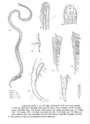 Cygnonema steineri Allen & Noffsinger, 1978