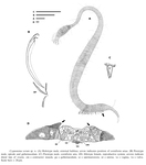 Cygnonema verum Raes, Decraemer & Vanreusel, 2006