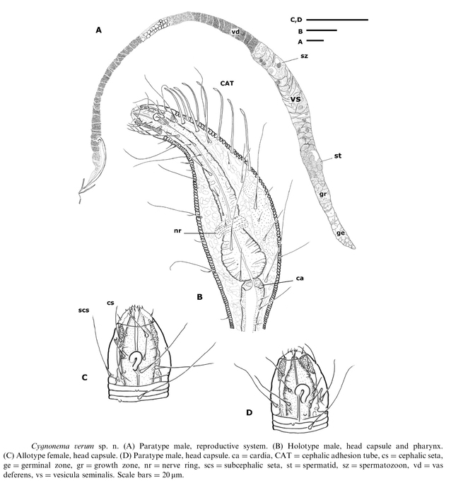 Cygnonema verum Raes, Decraemer & Vanreusel, 2006