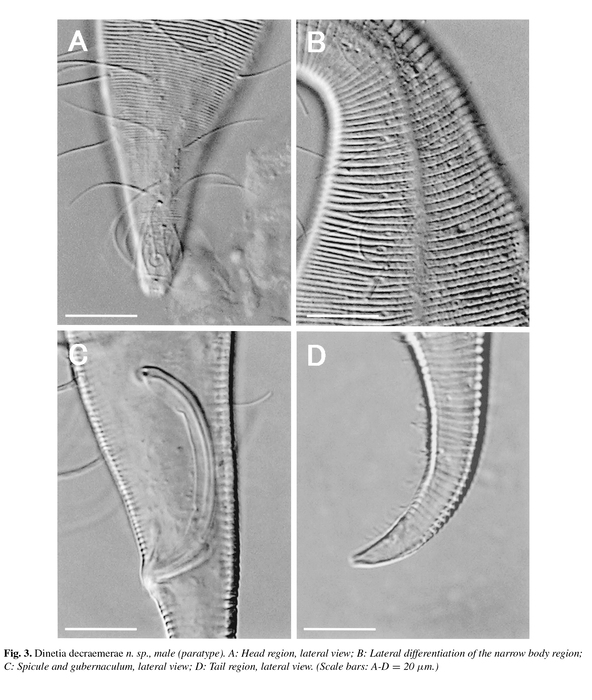 Dinetia decraemerae Rho, Paik & Kim, 2006 