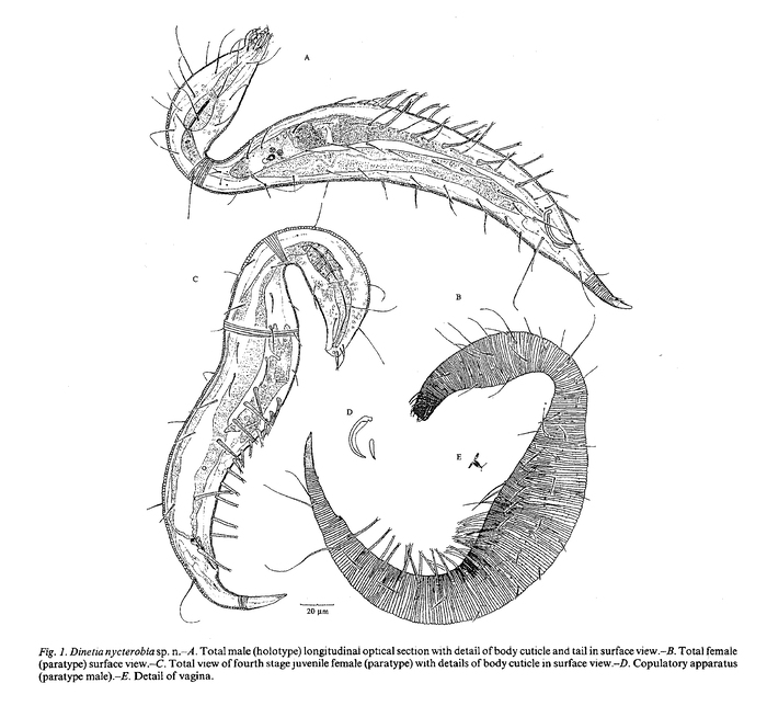 Dinetia nycterobia Decraemer & Gourbault, 1997