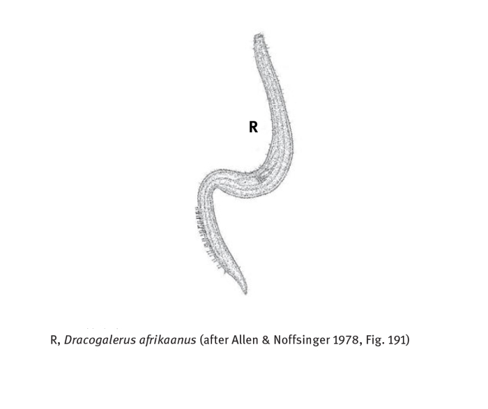 Dracogalerus Allen & Noffsinger, 1978
