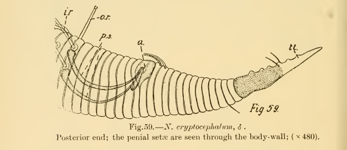Dracogalerus cryptocephalus (Irwin-Smith, 1918) Allen & Noffsinger, 1978
