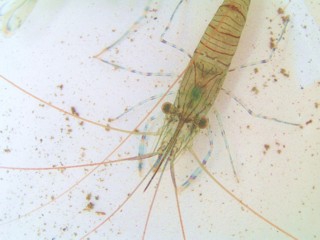 gezaagde steurgarnaal Palaemon serratus gezaagde steurgarnaal Palaemon serratus