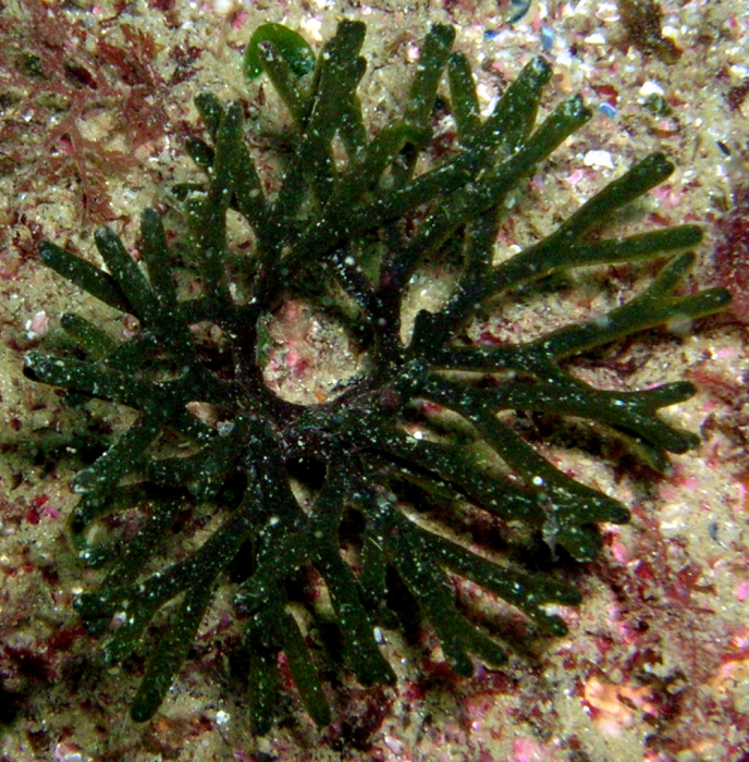 Codium vermilara Codium vermilara