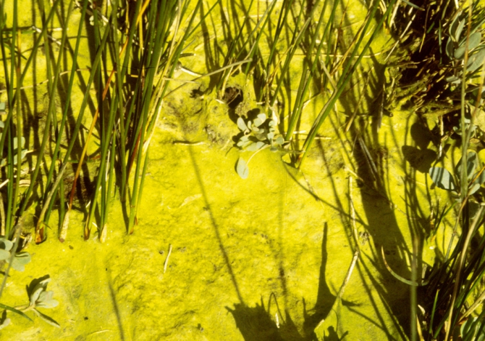 Rhizoclonium tortuosum Rhizoclonium tortuosum