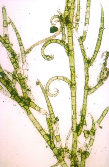 Spongomorpha arcta Spongomorpha arcta