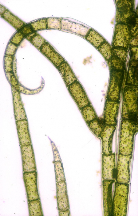 Spongomorpha arcta Spongomorpha arcta