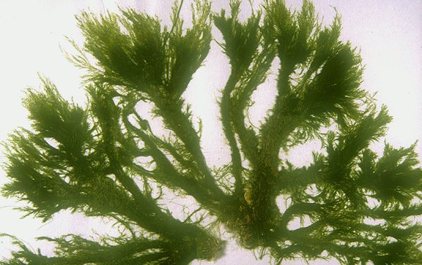 Spongomorpha arcta Spongomorpha arcta