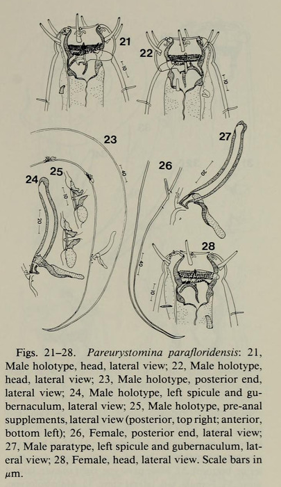Pareurystomina parafloridensis