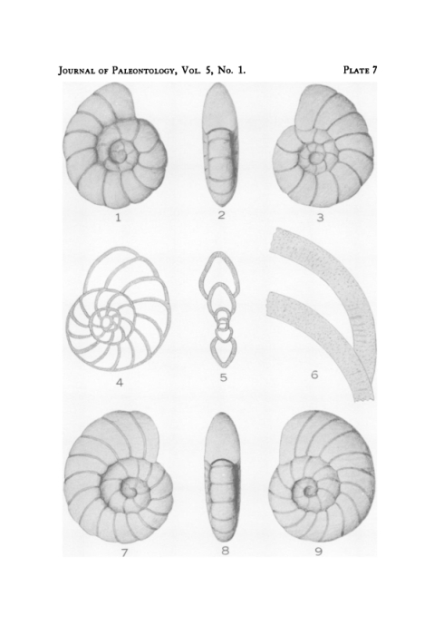 Endothyra gallowayi Thomas, 1931 Endothyra gallowayi Thomas, 1931