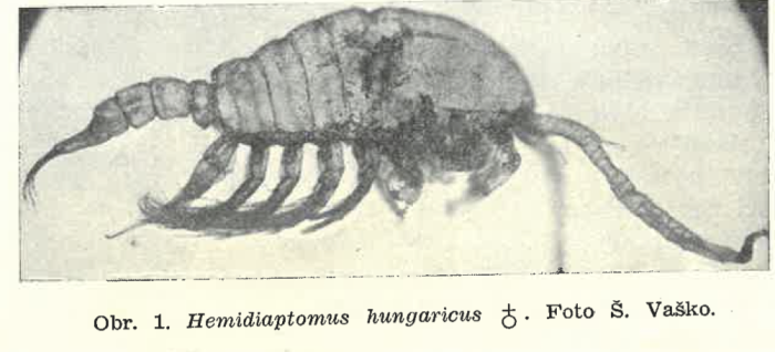 Hemidiaptomus hungaricus