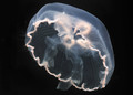 Scyphozoa (jelly fish)