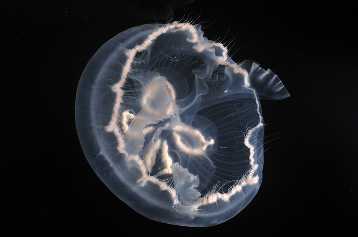 Aurelia cebimarensis Lawley, Gamero-Mora, Maronna, Chiaverano, Stampar, Hopcroft, Collins & Morandini, 2021 Aurelia cebimarensis Lawley, Gamero-Mora, Maronna, Chiaverano, Stampar, Hopcroft, Collins & Morandini, 2021