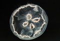 Scyphozoa (jelly fish)