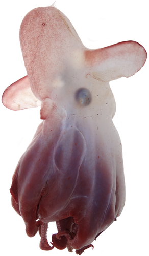 Grimpoteuthis imperator A. Ziegler & Sagorny, 2021