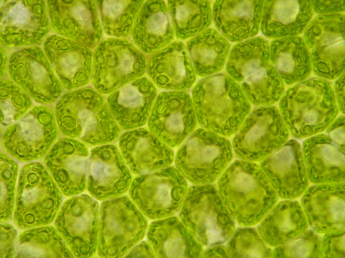 ulva under microscope