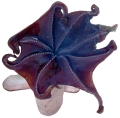 Grimpoteuthis imperator A. Ziegler & Sagorny, 2021