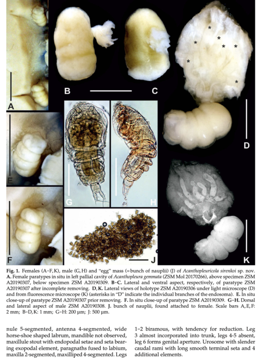 Acanthopleuricola sirenkoi 