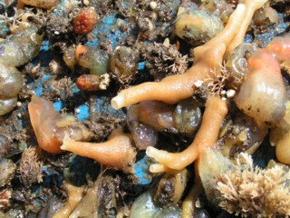 Haliclona xena Haliclona xena