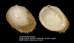 Limopsis janeiroensis