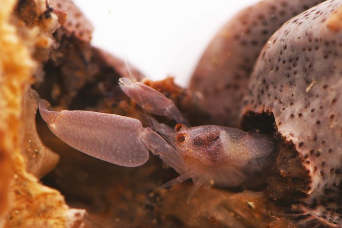 Periclimenaeus karantina and host colonial didemnid ascidian Leptoclinides sp.