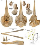 Skull and morphological distinctiveness of M. eueu shown by holotype