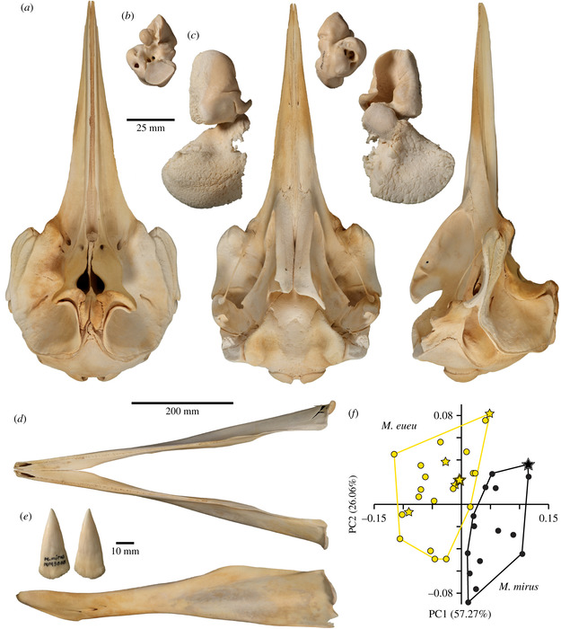 Skull and morphological distinctiveness of M. eueu shown by holotype Skull and morphological distinctiveness of M. eueu shown by holotype