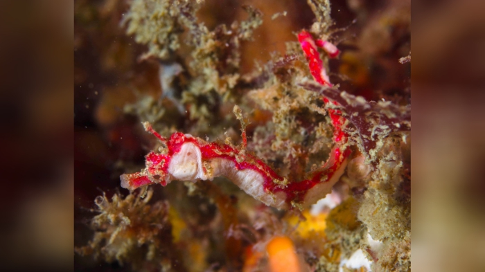 Cylix tupareomanaia Cylix tupareomanaia