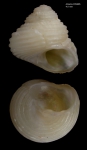 Cantrainea globuloides (Dautzenberg & Fischer, 1896), live collected specimen from Atlantis seamount, "Seamount 2" DW265 (34°28,60'N  30°35,70'W, 545 m), diameter 4.9 mm