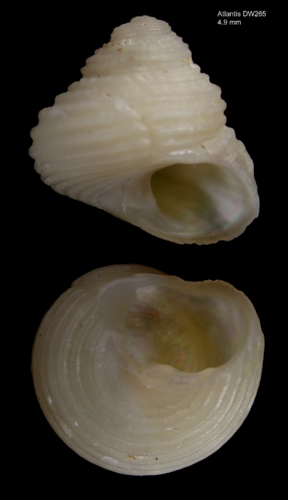 Cantrainea globuloides (Dautzenberg & Fischer, 1896), live collected specimen from Atlantis seamount, "Seamount 2" DW265 (3428,60'N  3035,70'W, 545 m), diameter 4.9 mm