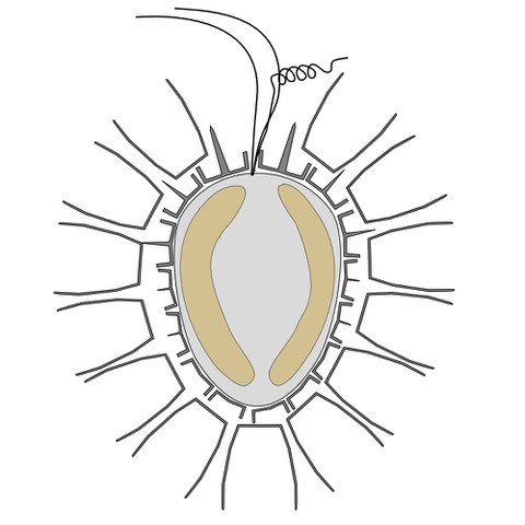 Drawing of Syracosphaera winteri Keuter, Koplovitz, Zingone, J.R.Young & Frada 2021