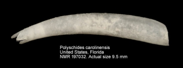 Polyschides carolinensis
