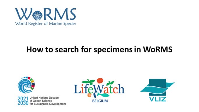 How to search specimens in WoRMS
