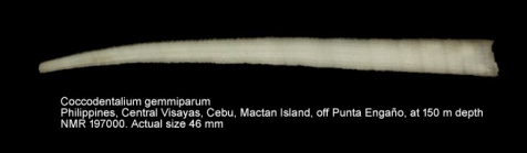 Coccodentalium gemmiparum