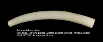 Paradentalium pistis