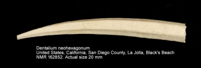 Dentalium neohexagonum