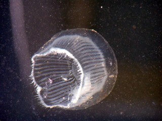 Lampenkapje Aequorea vitrina Lampenkapje Aequorea vitrina