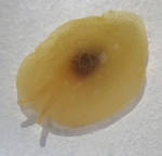 Pleurobranchidae