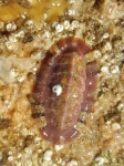 Callochitonidae