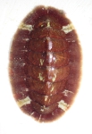 Callochiton septemvalvis