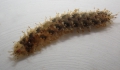 Polychaeta (bristle worms)