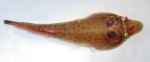 Lepadogaster purpurea