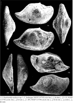 Types of Sinabairdia nodosa Becker & Wang, 1992, a species from the Paleozoic