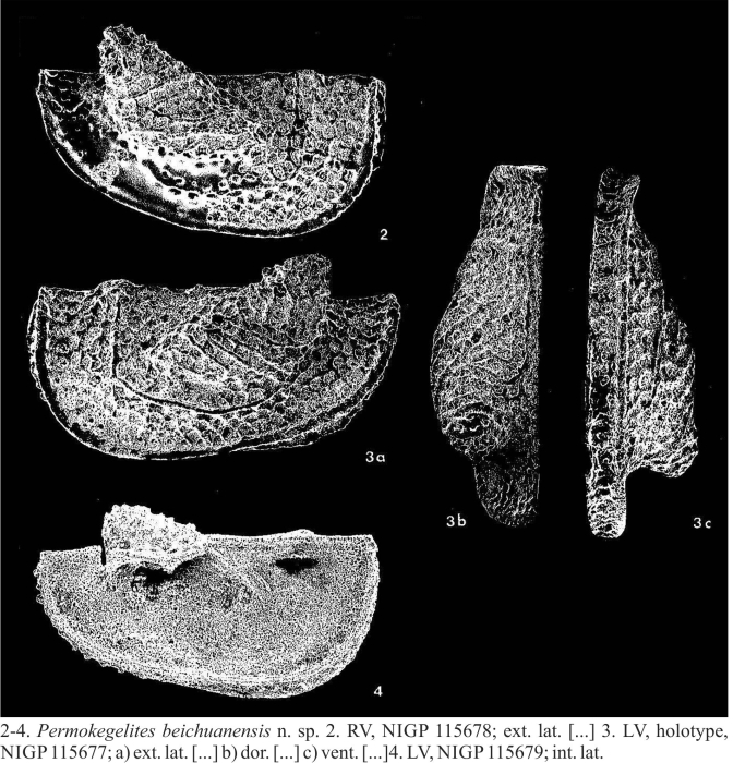 Permokegelites beichuanensis