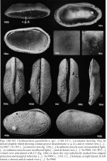 Cleithranchiste quasillitilis