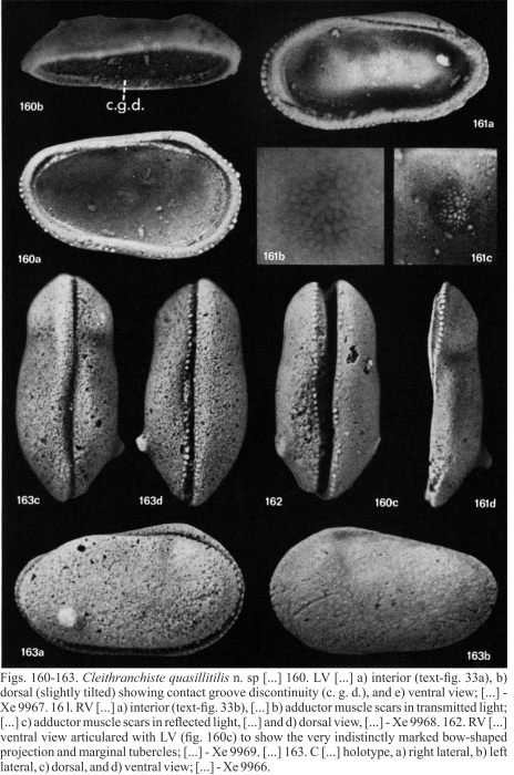 Cleithranchiste quasillitilis