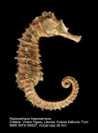 Hippocampus hippocampus